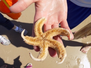 Jake found a live starfish!